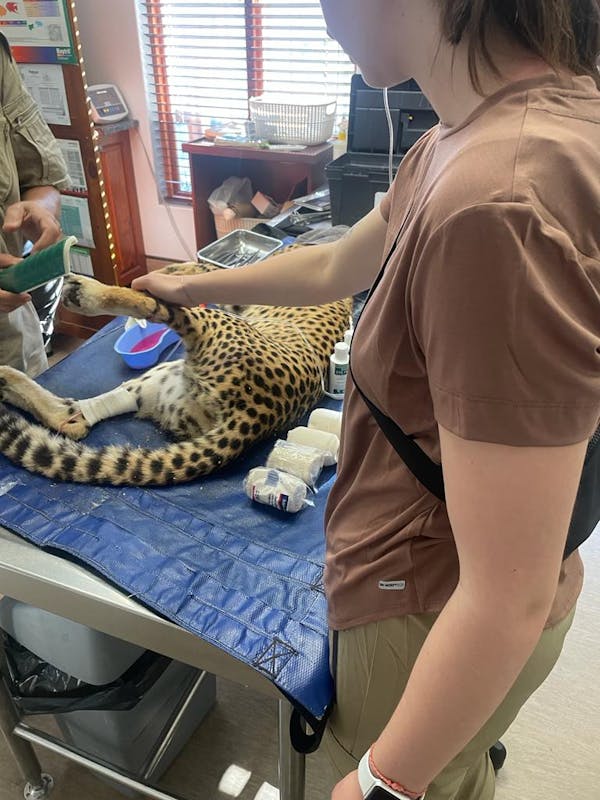 A volunteer holds a sedated cheetahs leg while in operation