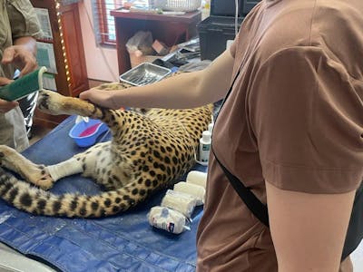 A volunteer holds a sedated cheetahs leg while in operation