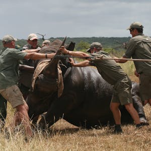 wild Rhino capture in progress