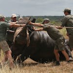 wild Rhino capture in progress