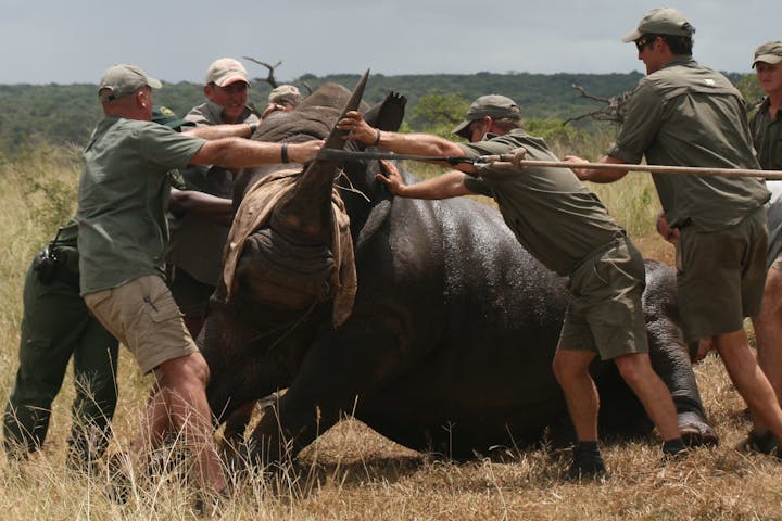 wild Rhino capture in progress