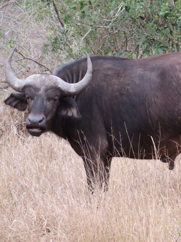Rebecca Bower: buffalo