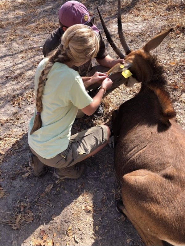 Megan Hoover: veterinary work in the field