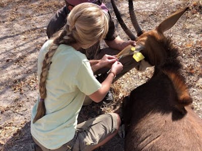 Megan Hoover: veterinary work in the field