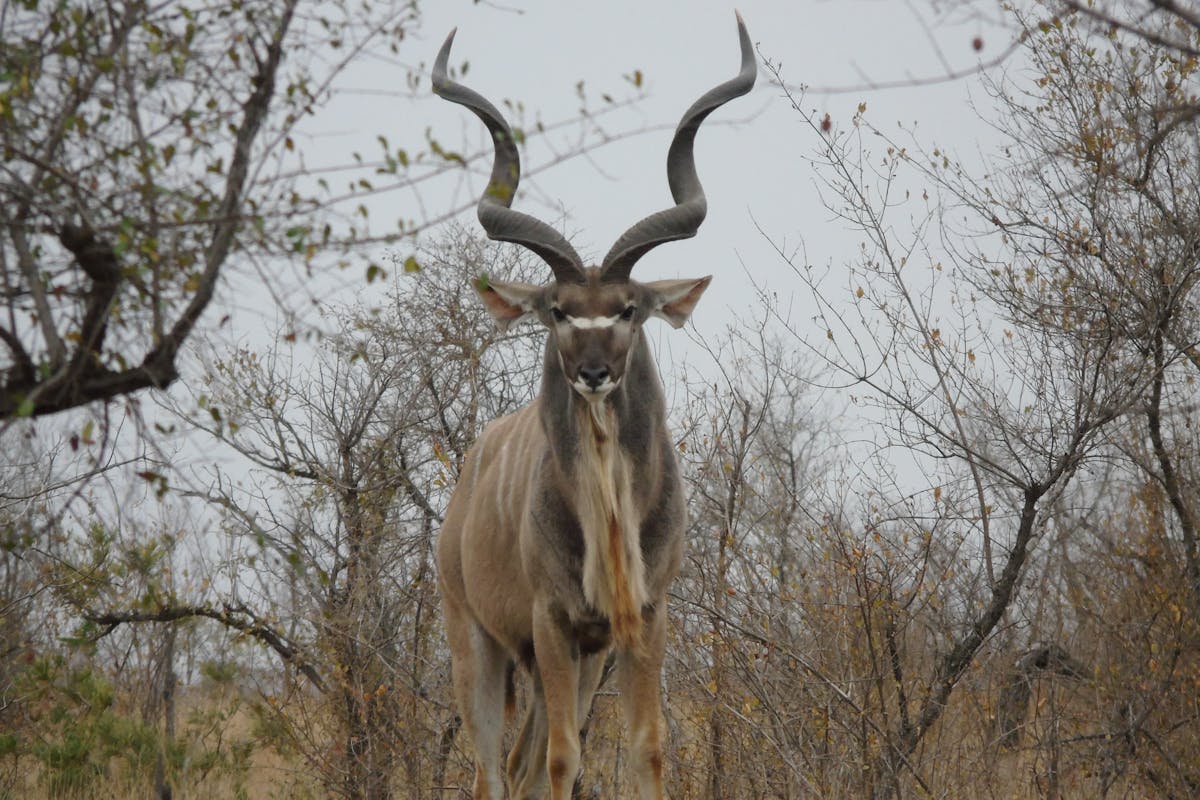 Benedict King: kudu