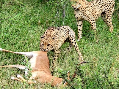 Carol Krieger and Geoffrey Neate: cheetahs with their kill, antelope