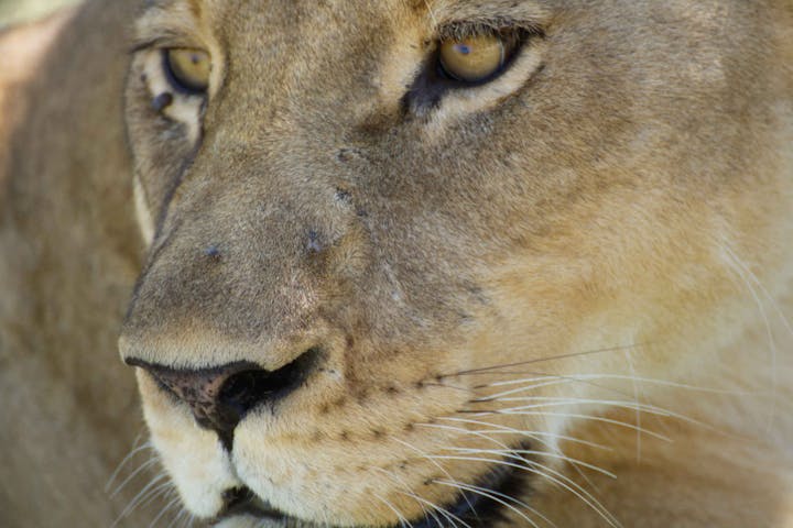 Ramez Ramzy: close-up of a lioness 