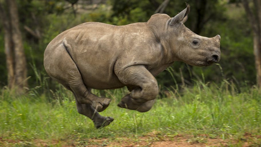 A baby rhino galloping