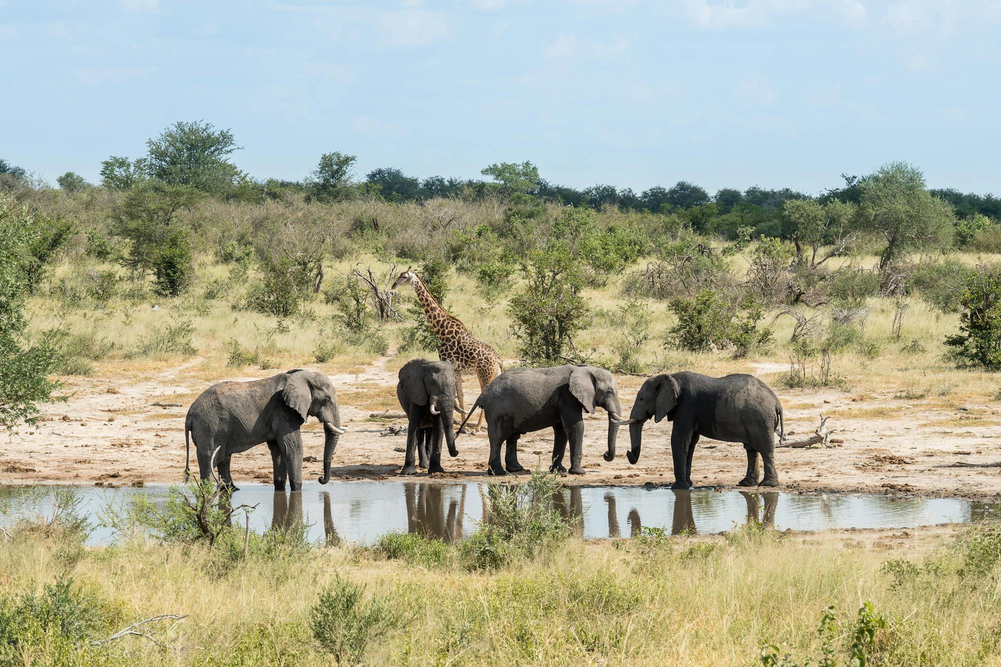 Wayne Grieveson: elephants beside the water