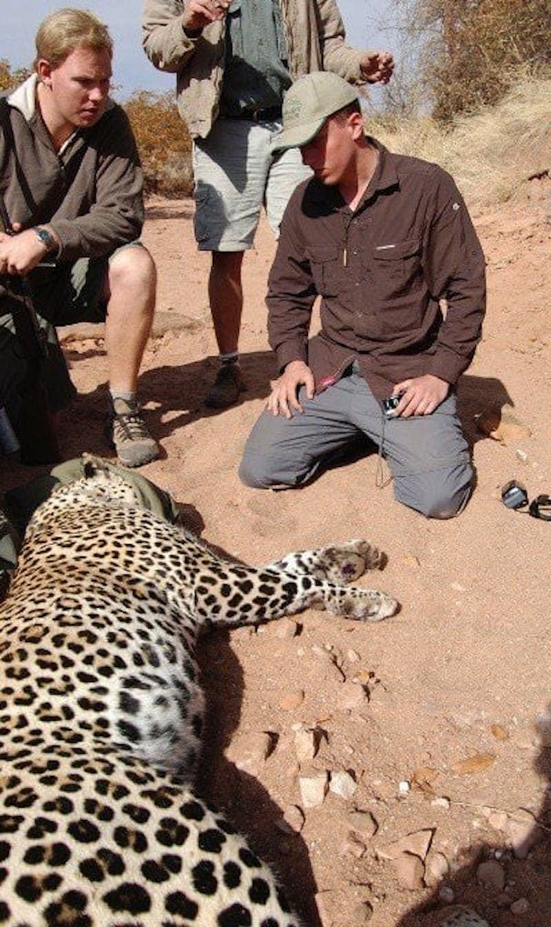 Leopard darting at Tuli