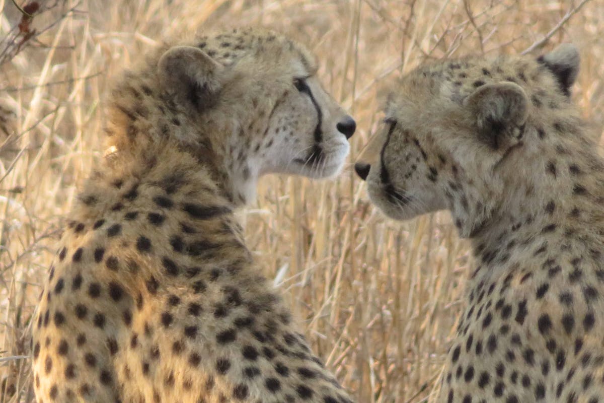 Rebecca Bower: close-up of cheetahs