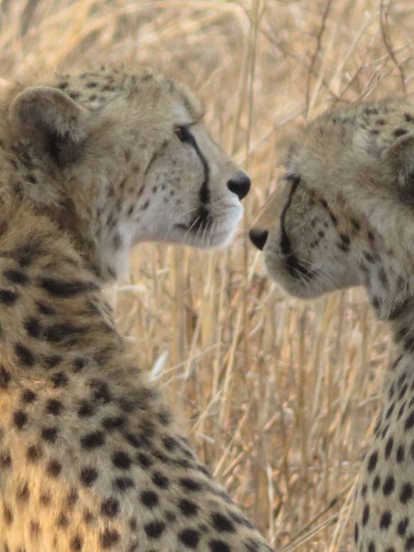 Rebecca Bower: close-up of cheetahs
