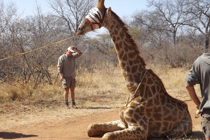 Vet students capture giraffe, ready for relocation 