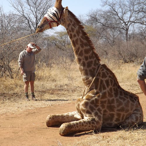 Vet students capture giraffe, ready for relocation 