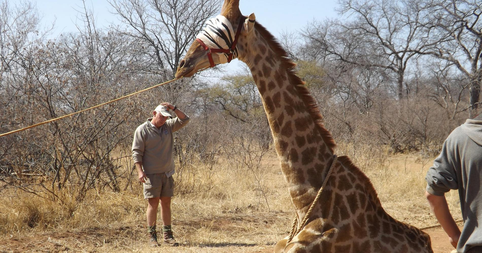 Vet students capture giraffe, ready for relocation 