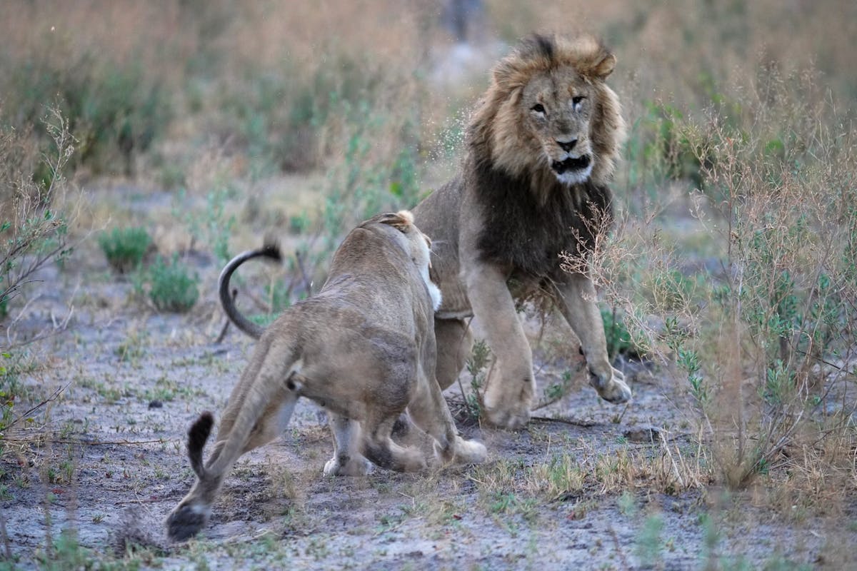 Lions in the Okavango