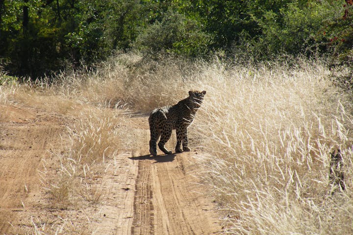 Photograph of a leopard 