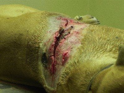 Veterinary work, dog wound close-up