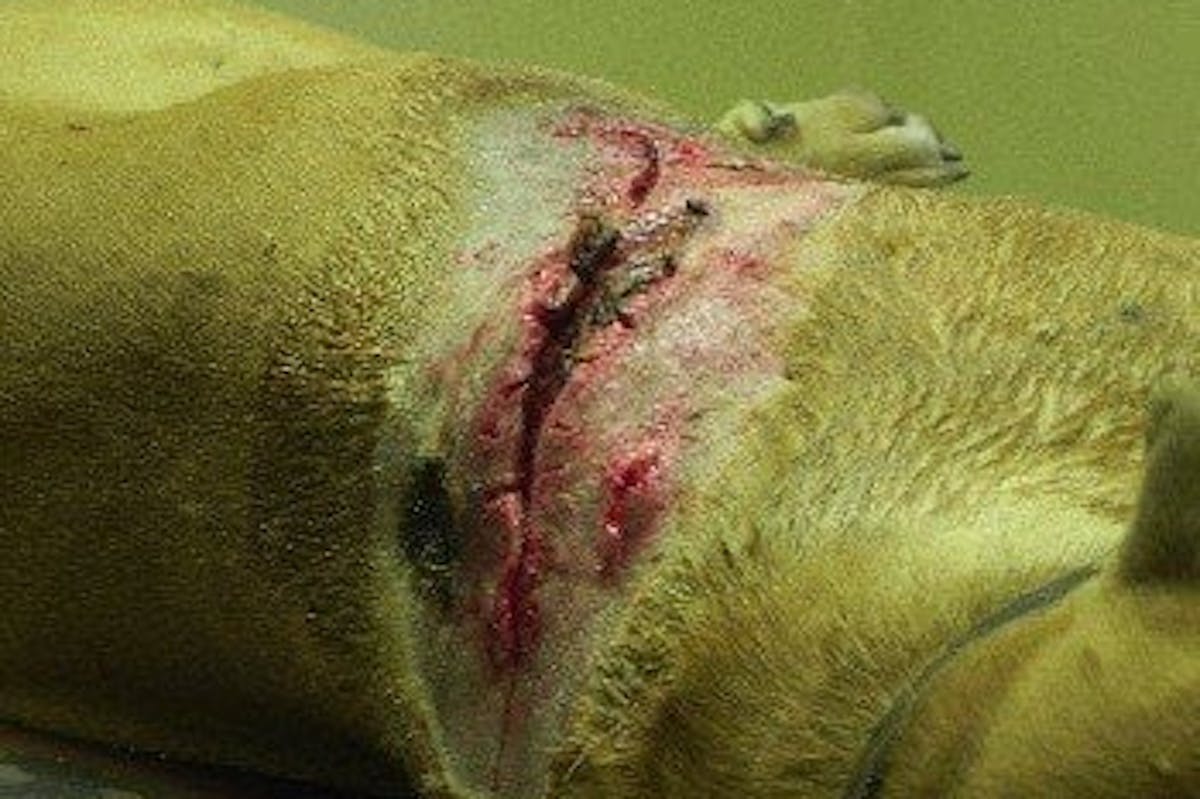 Veterinary work, dog wound close-up