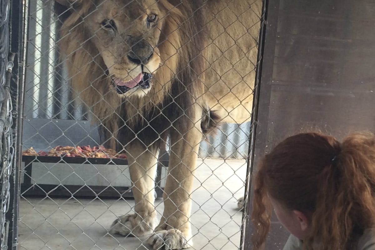 Megan Owens feeding a lion