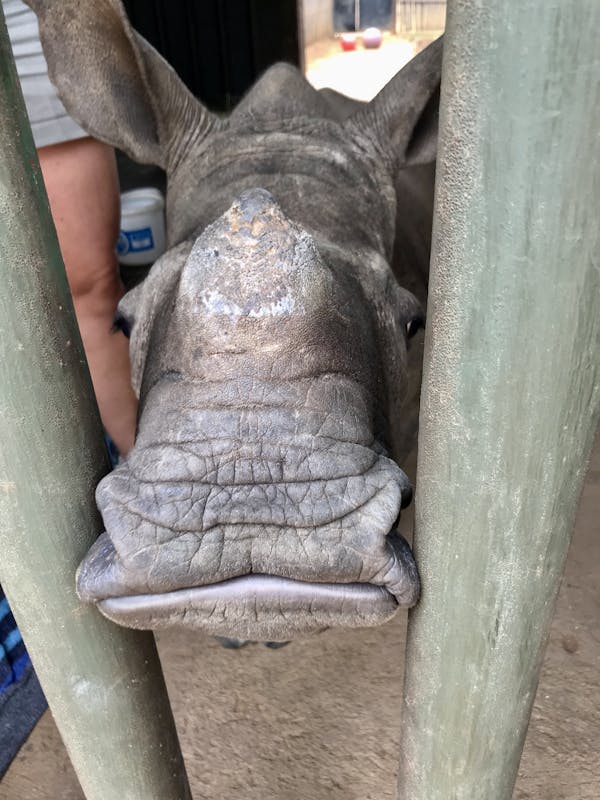 Juvenile rhino closeup at Golola