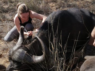 Sophia Greisen: injecting a buffalo