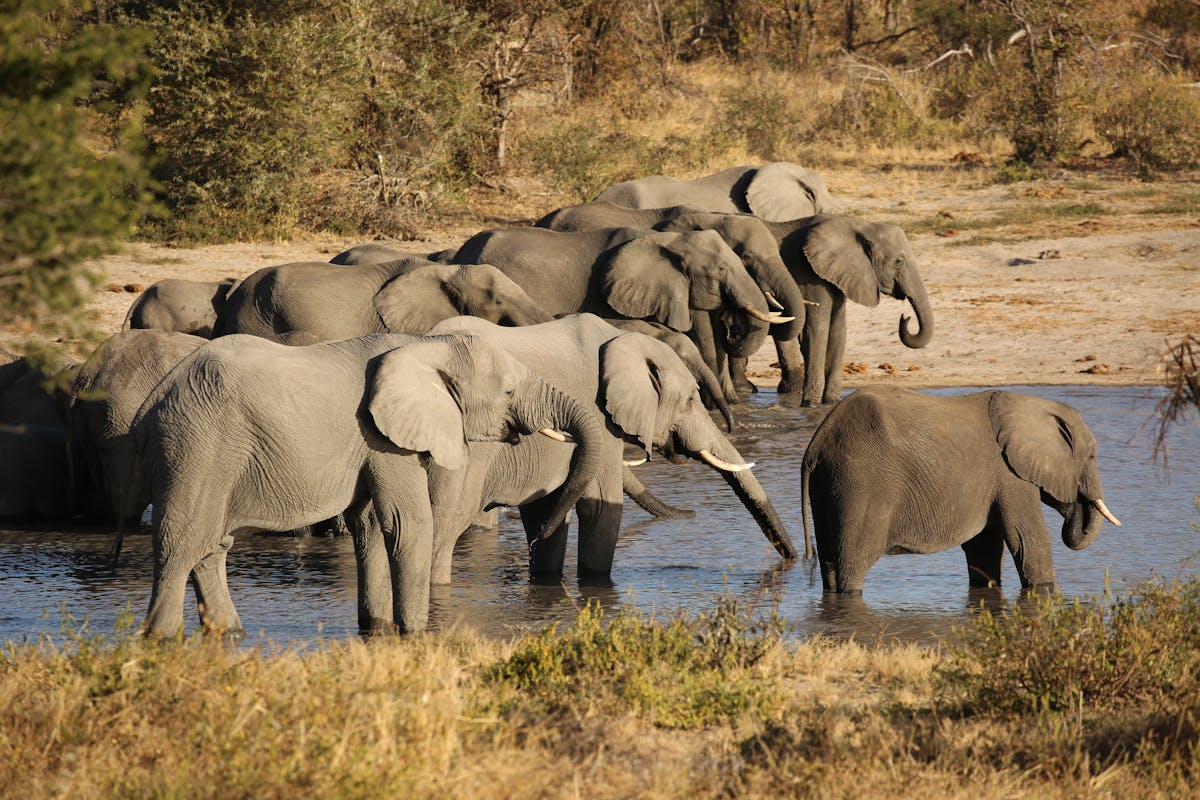 Rebecca Wheeler: herd of elephants beside the water