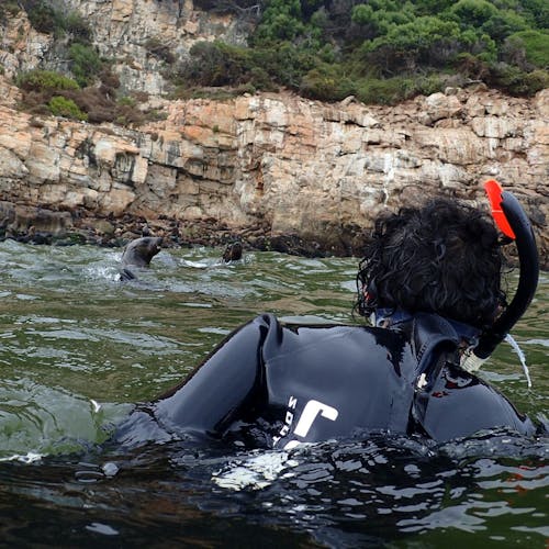Student snorkelling with seals