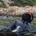 Student snorkelling with seals