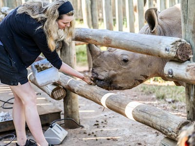 Female volunteer feeding a rhino, Care for Wild Africa