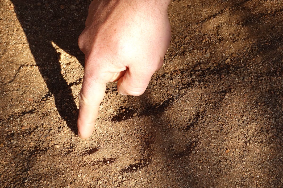 ACE volunteer pointing at a lion's track