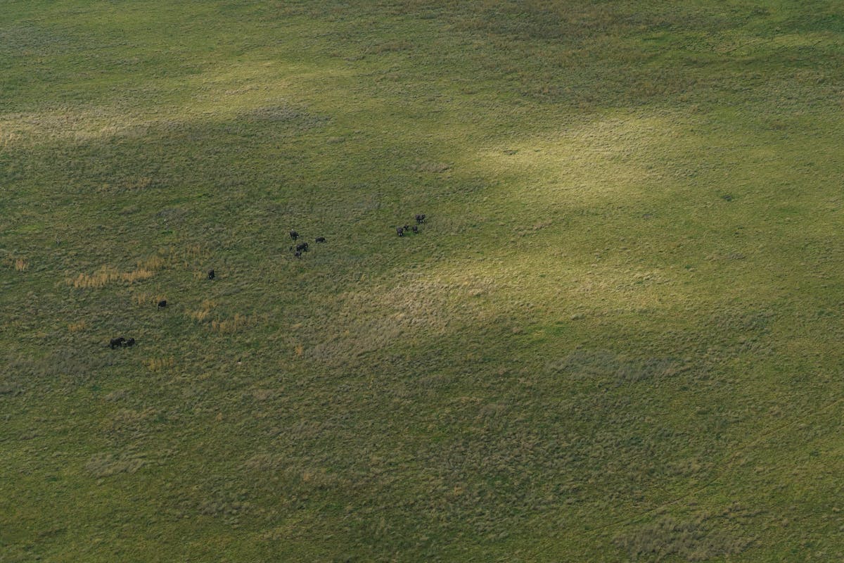 Aerial shot of elephants