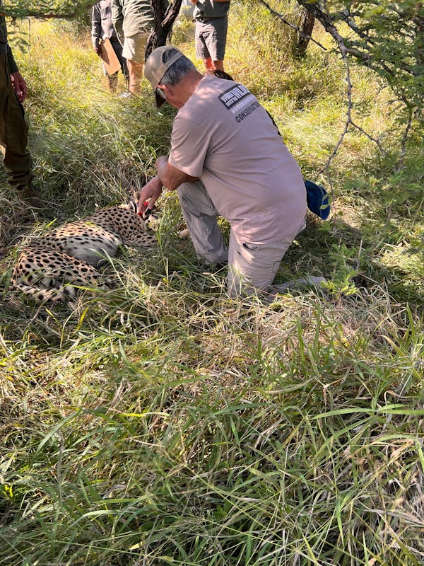 A man looks down at a sedated cheetah