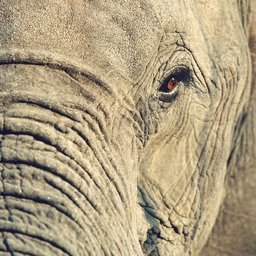 Close-up of an Elephant