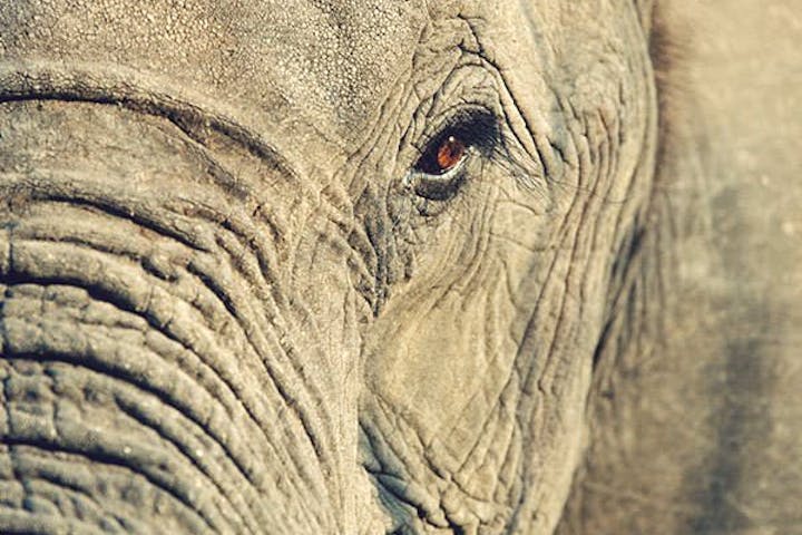 Close-up of an Elephant