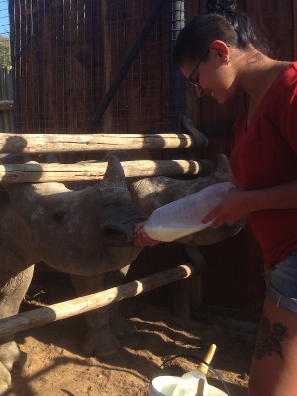 ACE volunteer bottle feeding a baby rhino