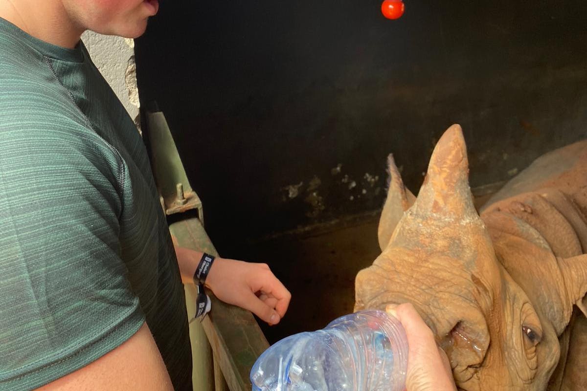 Sam Thain: bottle feeding a rhino