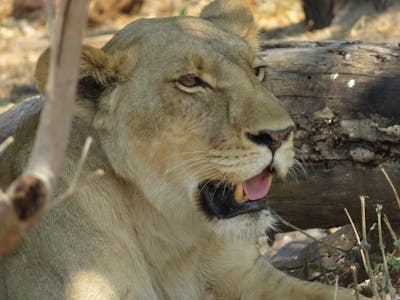 Rebecca Bower: close up of a lioness 