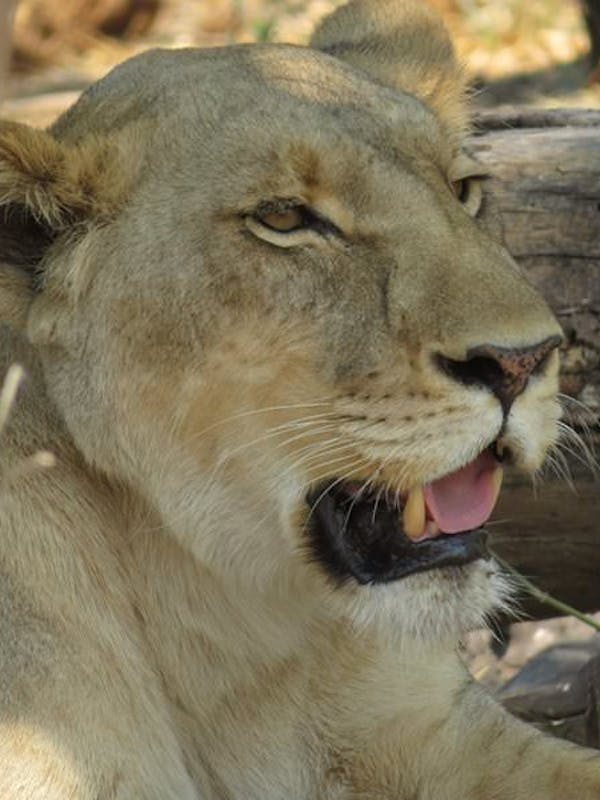 Rebecca Bower: close up of a lioness 