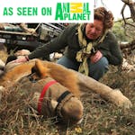 As seen on Animal Planet: An ACE volunteer crouched over a sedated lion as part of wildlife monitoring and preservation work at Phinda