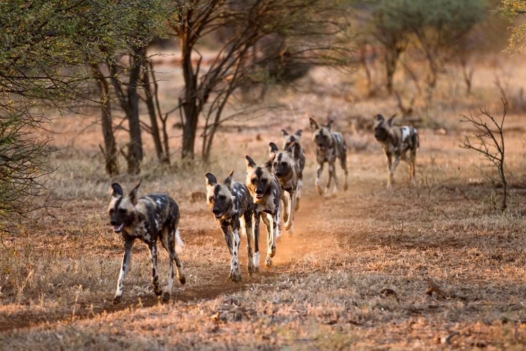 how many wild dogs are left in kruger park