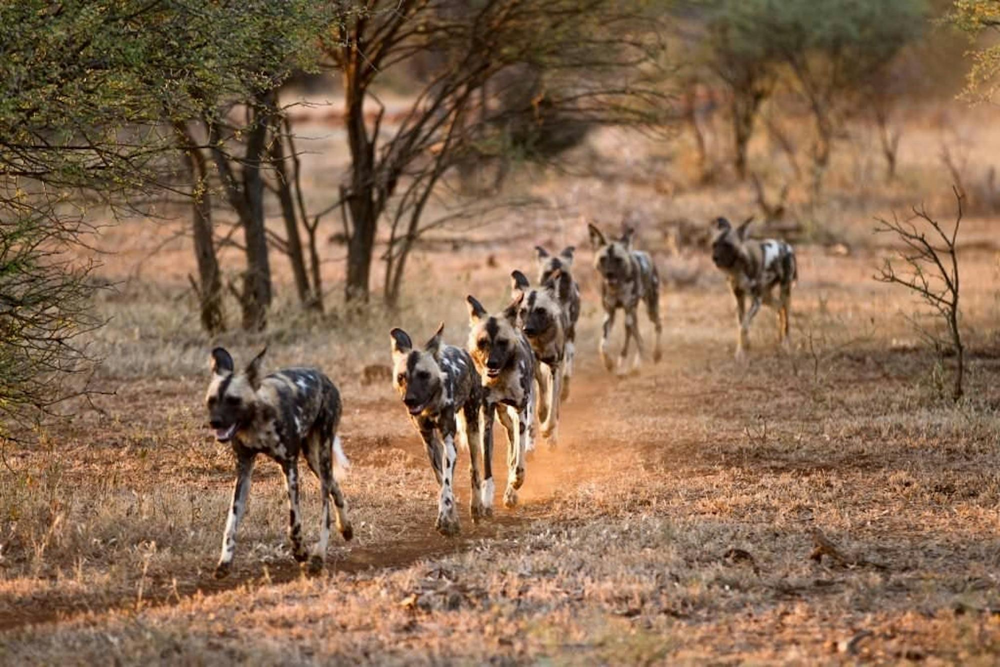 Wild Dogs