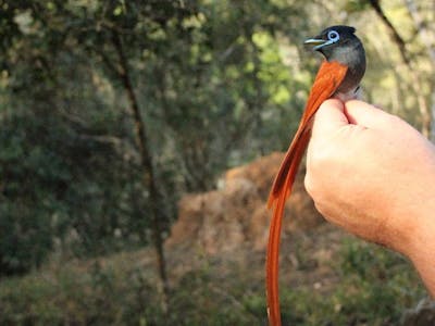 Nathalie Neumann: A bird on a volunteers hand
