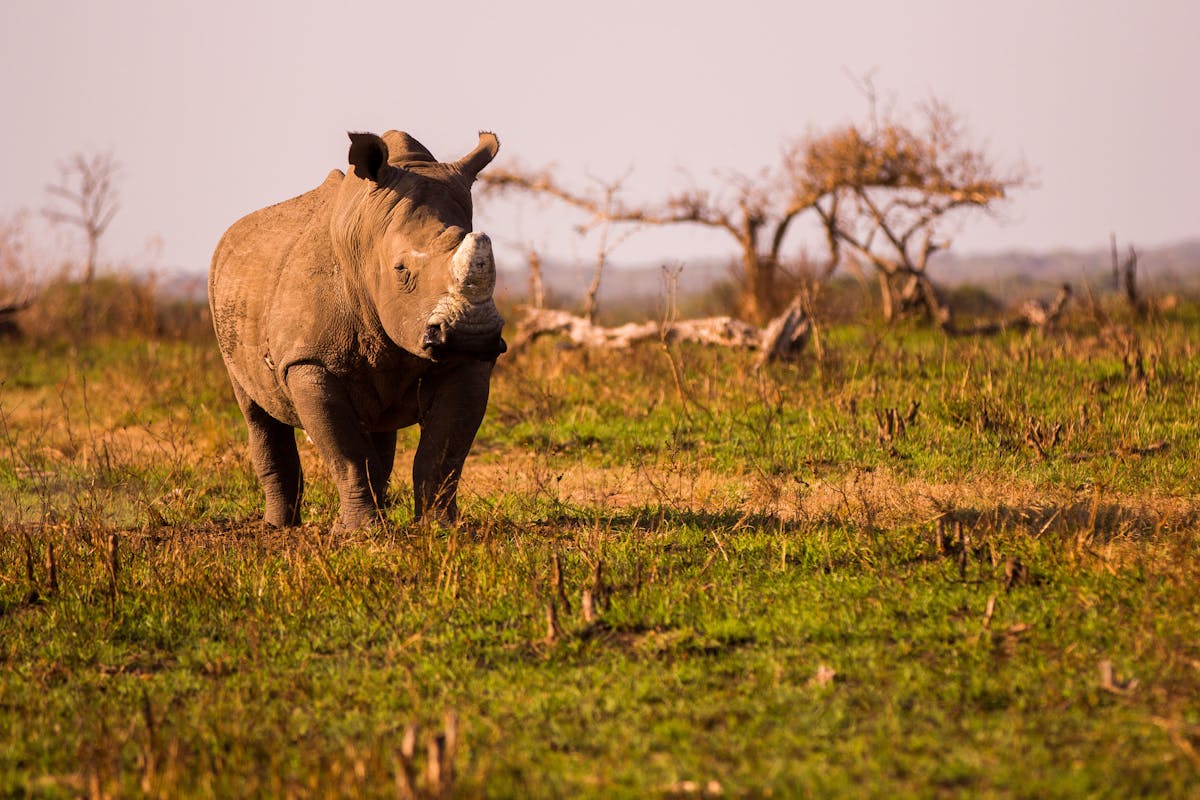 Karl Johan Nils Friberg: Rhino in Phinda Private Game Reserve