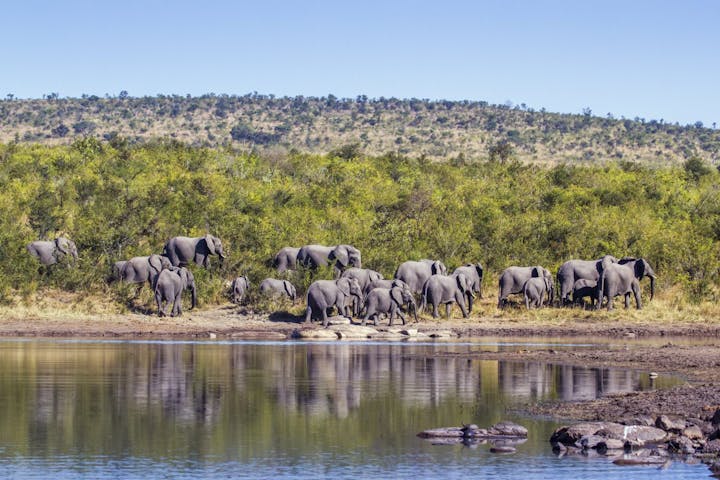Elephants in the Kruger at a watering hole
