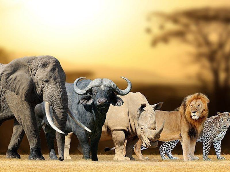 Which of the Big 5 Animals best describes you?
