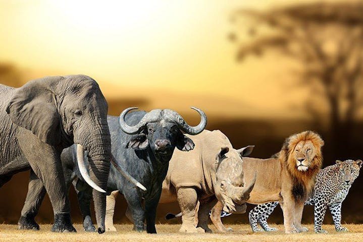 Which of the Big 5 animals best describes you?