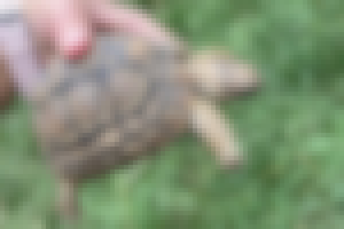 A man holds a tortoise 
