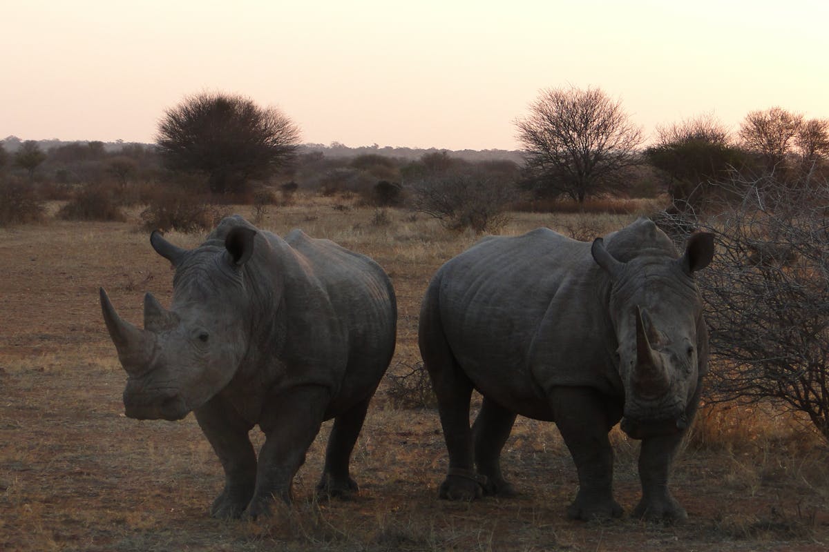 Two rhinos in the plains