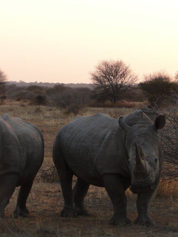 Two rhinos in the plains